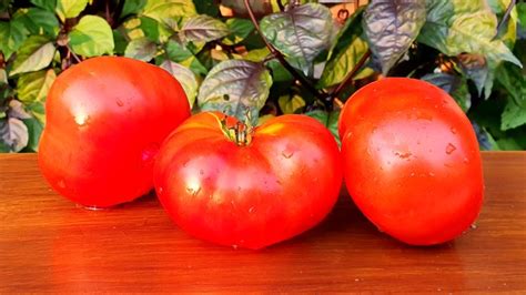 Tanunda Red Dwarf Project Tomato Red Dwarf Tomato Red Tomato