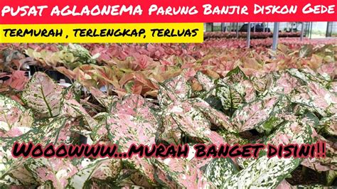 Termurah Terlengkap Dan Terluas Pusat Aglonema Parung Banjir Diskon