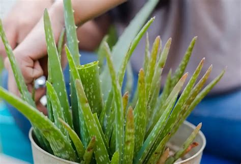 Yellowing Leaves In Aloe Plants Indoor Home Garden