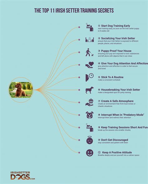 The Top Irish Setter Training Secrets You Need To Know - IrishSetterDgs.com