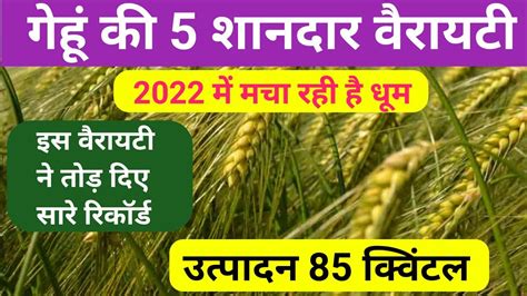 गह क सबस जयद पदवर दन वल वरयट best wheat variety in