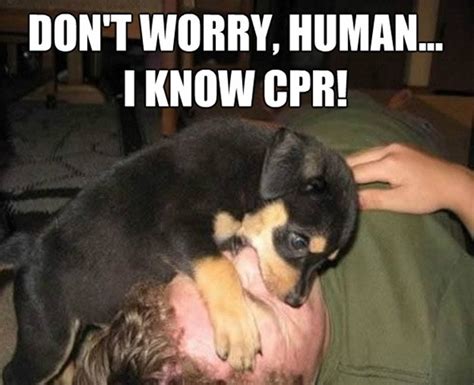 8 best CPR - Humorous images on Pinterest | Ha ha, Funny animal pics ...