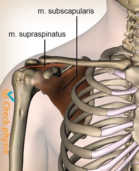 Subscapularis Tendinopathy Physio Check