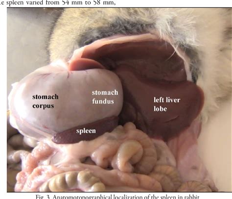 Figure From Comparative Ultrasonographic Anatomotopographic And