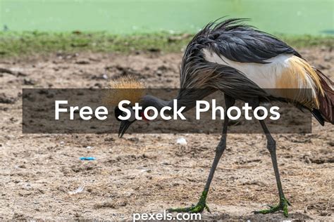 Nosturit Gruidae Photos, Download The BEST Free Nosturit Gruidae Stock ...