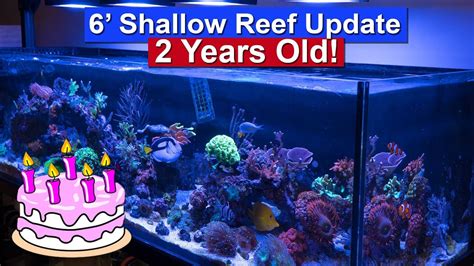 6 Foot Shallow Reef Tank Update 2 Years Old YouTube