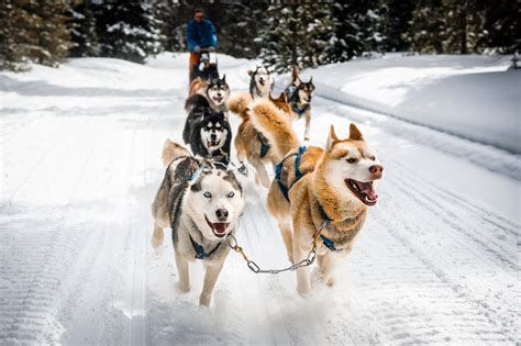 Chien De Tra Neau Controverse Sur Le Bien Tre Des Animaux