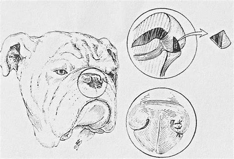 Veterinary Key Points Surgical Correction Of Stenotic Nares Or How To