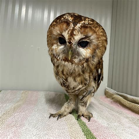 Tail Less Tawny — Suffolk Owl Sanctuary