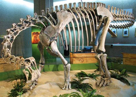 Nigersaurus Fossil Skeleton | Fossil skeleton (cast?) of the… | Flickr