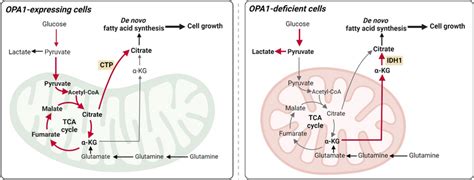 The Schematic Model Of Opa1 Deficiency Induced Glutamine Dependent Download Scientific Diagram