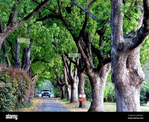 Tree Lined Road In California Stock Photo Alamy