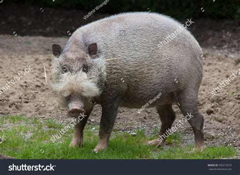 2,850 Bearded pig Images, Stock Photos & Vectors | Shutterstock