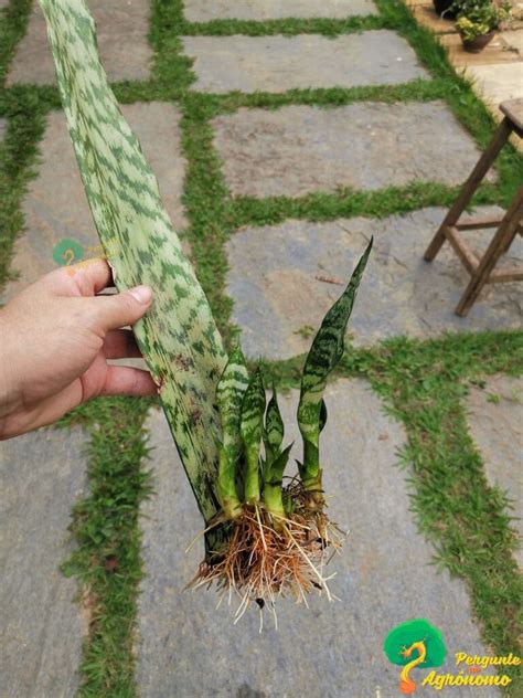 Espada de são Jorge 20 Ideias Para Uso E Tudo Sobre Cultivo