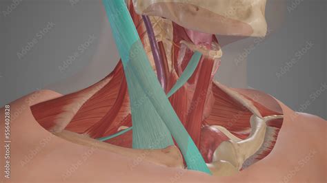 Anatomical Illustration Of Muscular Triangle3d Rendering Stock