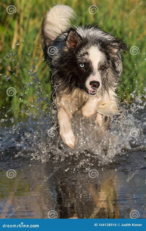 Border Collie Dog Runs Through The Water Stock Photo Image Of