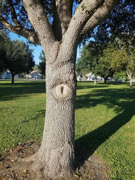 This Sexy Tree R Mildlyvagina