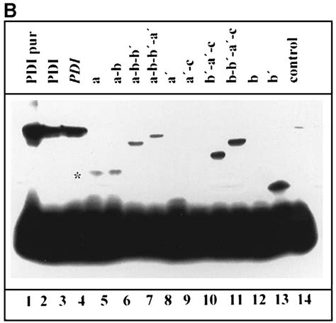 The B Domain Provides The Principal Peptidebinding Site Of Protein