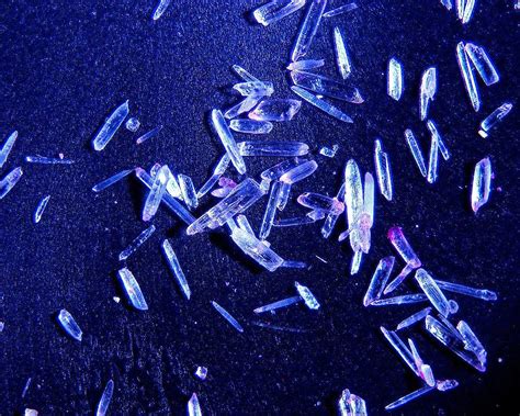 Arctic Zooplankton