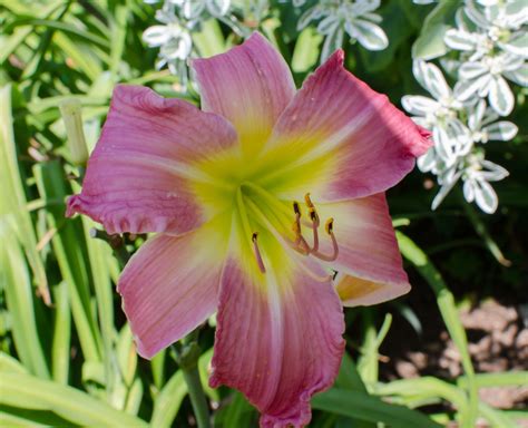 Daylily Big Beautiful Babe Day Lilies Daylilies Big And Beautiful