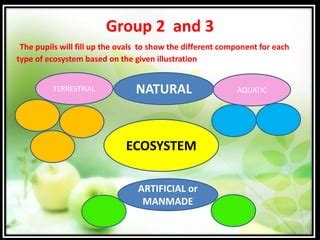 Rainforest Coral Reef And Mangrove Swamp Pptx