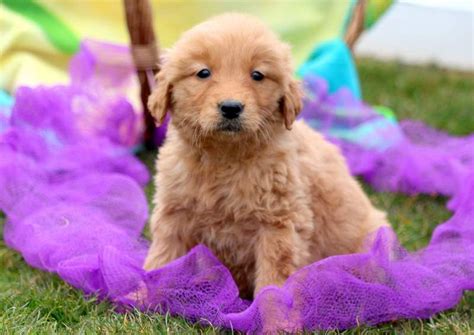 Golden Retriever Puppies Austin For Sale Puppies Pict