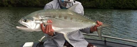 Queenfish - Fishing Cairns