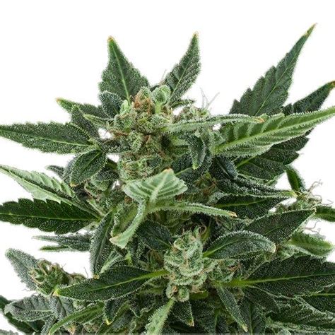 Royal Medic Cbd Royal Queen Seeds Feminised Seeds Kazam Seeds