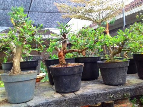 Jual Bahan Bonsai Cendrawasih Di Lapak Desa Bunga Sidomulyo Bukalapak