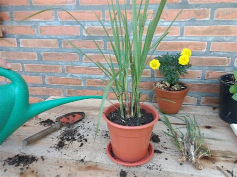 Como Plantar Capim Cidreira Em Vaso