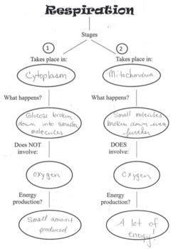 Photosynthesis Cellular Respiration Graphic Organizer By Shane Neiffer