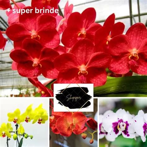 Pacote 5 Mudas De Orquideas Phalaenopsis Lindas Frete Grátis Frete grátis