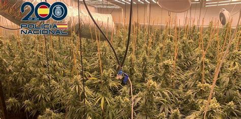 La Policia Nacional desmantella una plantació indoor de marihuana en