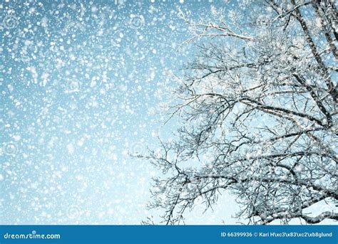 192 Winter Background Looking Up Tree Snowy Weather Photos Free