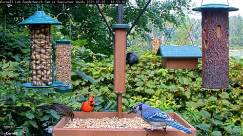 Cornell Feeders Live Report Wraps Up Bird Cams Lab – Bird Cams Lab