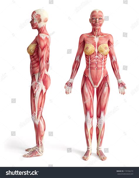 23,158 3d Anatomy Woman Images, Stock Photos & Vectors | Shutterstock