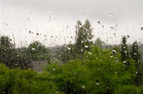 Rain Falling On Trees