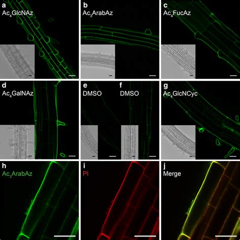 Optical Sections Of 4 Day Old Arabidopsis Seedling Roots Incubated For