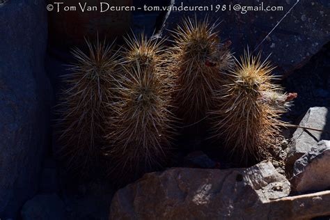 Engelmann S Hedgehog Cactus Echinocereus Engelmannii Flickr