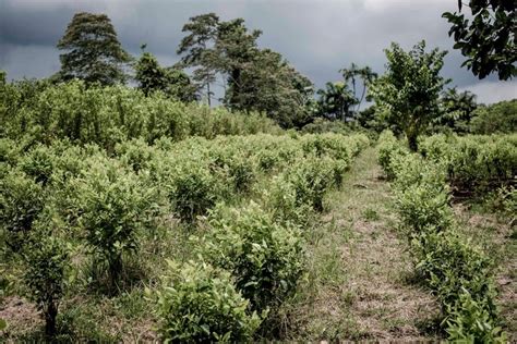 Colombia Is Fighting Cocaine by Making Coca Farmers Choose “Poverty or ...