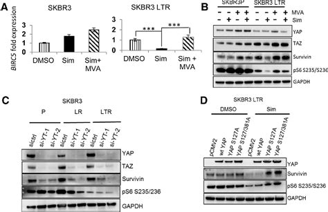 Figure 1 From Targeting The Mevalonate Pathway To Overcome Acquired