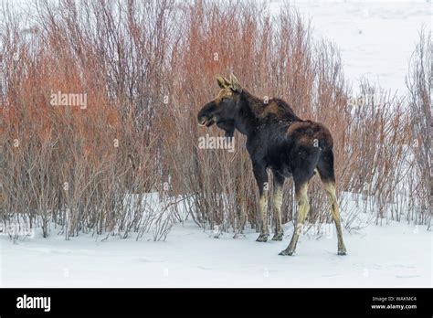 Usa Wyoming Yellowstone National Park Moose Alces Alces A Moose