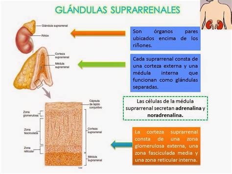 Blog De Fisiologia Susan Karely Lopez Oropeza Mapa Conceptual De