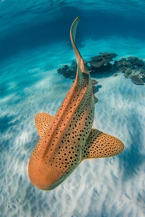 Leopard Shark