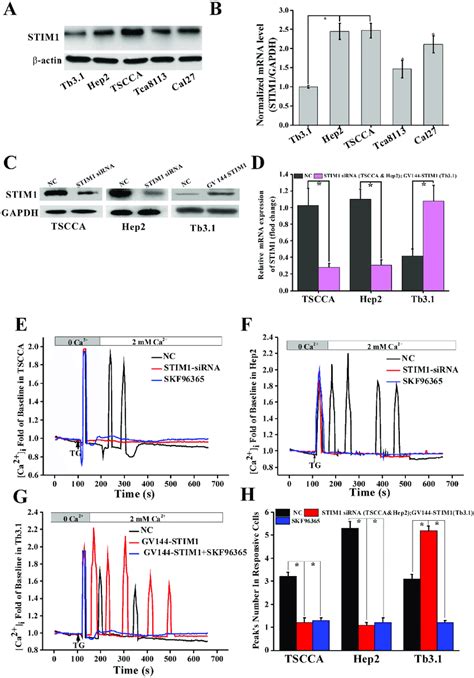 Change Stim Expression Or Function Influence Soce In Hnscc Cell Lines