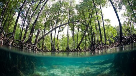 Manglar Territorio De Vida Amenazado Slow Food