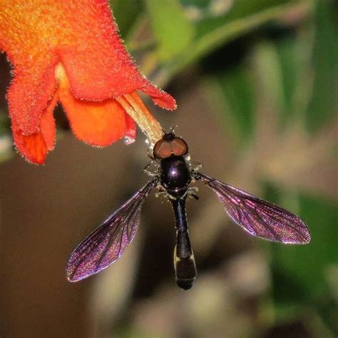 moscas Florícolas de Chile on Instagram Mosca florícola sombría