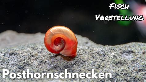 Posthornschnecken Liquid Nature Fisch Vorstellung YouTube