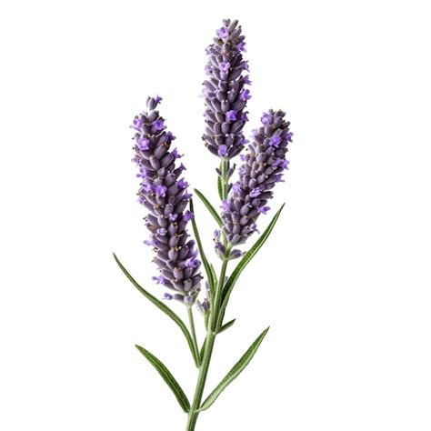 Lavender Flower Isolated On Background With Generative Ai Premium Ai