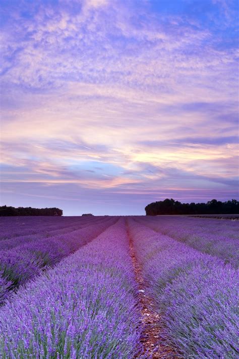 Lavender sunset in Provence | Growing lavender, Beautiful nature, Lavender fields